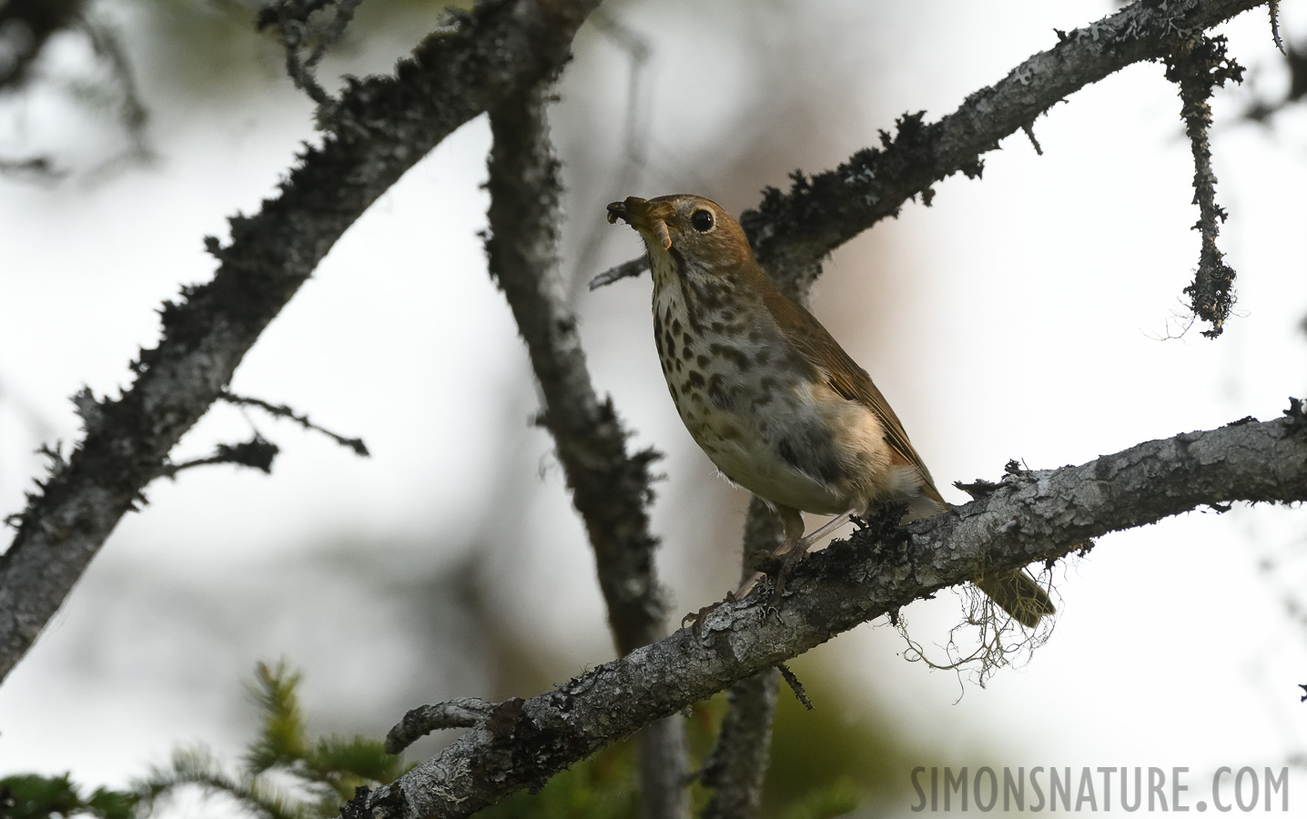 Catharus ustulatus [400 mm, 1/1000 Sek. bei f / 8.0, ISO 2000]